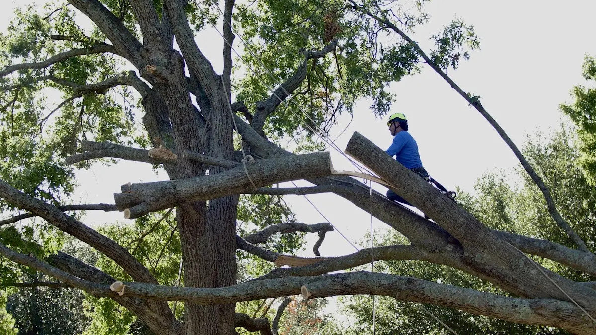 Professional Crown Thinning performed by certified arborists in Duke Center
