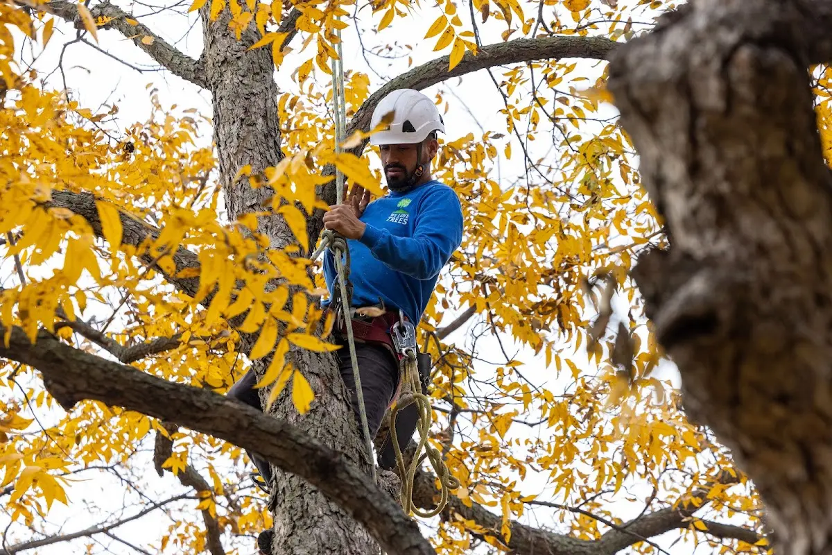 Skilled Tree Pruning crew working in Duke Center